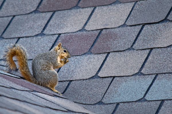 Henderson Wildlife Removal