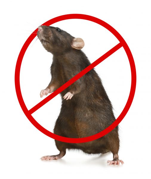Henderson Pest Control Service