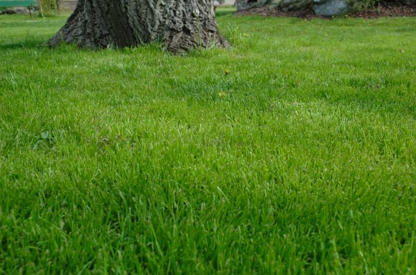 Henderson Lawn Treatment